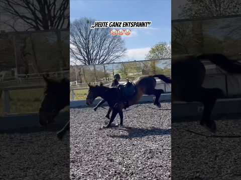 Omg ๐คกโ๏ธ #jungpferdeausbildung #equestrian