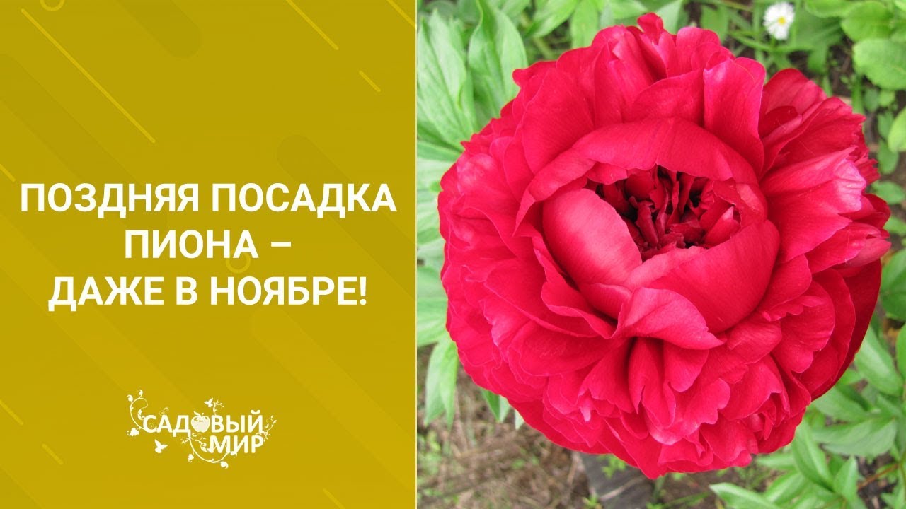 Поздняя посадка пиона даже в ноябре!