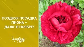 видео