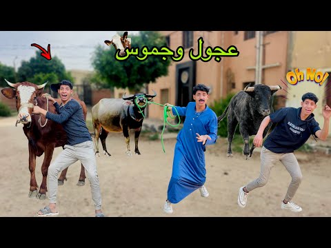 لما ابوك يشتغل في مزرعة عجول وجموس مفترسه 🐄😂| علاء حسين 