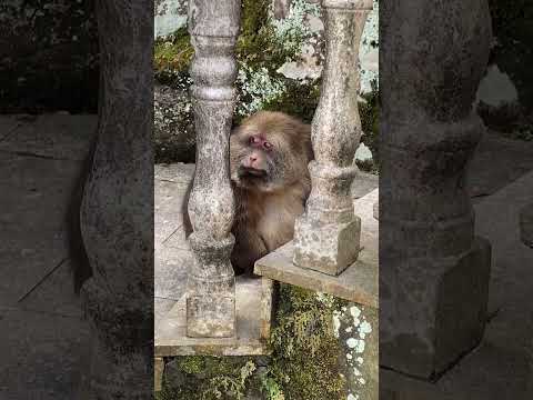 The nun's room was being renovated, and Xingxing thought the house was being demolished.#cute #pets