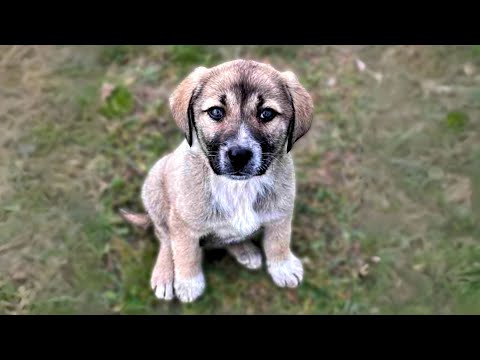 Small Puppy Undergoes Complete Change After This Man Rescued Her