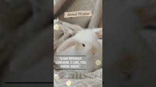 Animal Wisdom - Motivation #shorts #animals #love #motivation #bunny #inspirationalquotes