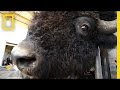 Bison Behavior and Critter Cam Systems