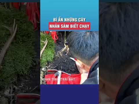 Bí ẩn về những cây nhân sâm biết chạy #tintuc #giaitri #shorts