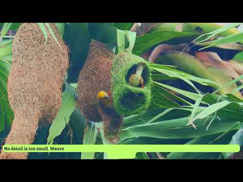 🪹 Building together🏡❤️🕊️ #weavers #birds #nest  #birdnest  #nestmaking #relaxing #shorts