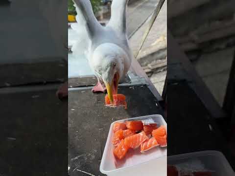 Cutting My Pet Seagulls Salmon Extra Small!...