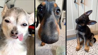I would do anything for these dogs ❤