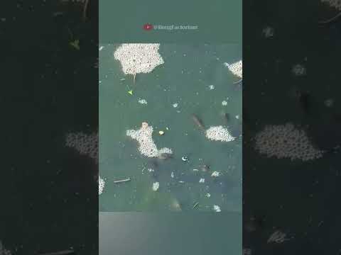 He saved a group of fish from a drying pond #animals #wildlife #rescue #love #cute #pets