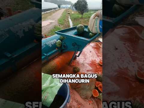 bukan sekedar semangka biasa