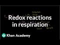 Cellular Respiration and Oxidation Concepts