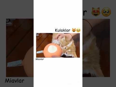 Çok acıkmışlar 🥹😻 #kitten #cat #kedi