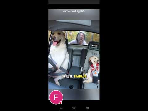 World's Most Talented Dog 😲