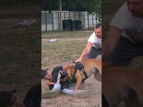 ‼️Malinois attacks in a muzzle. К-9. #GUARDODESSA Training of service dogs. Odessa. Ukraine