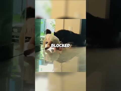 This Dog Protected His Baby Sister 🥹❤️ #shorts