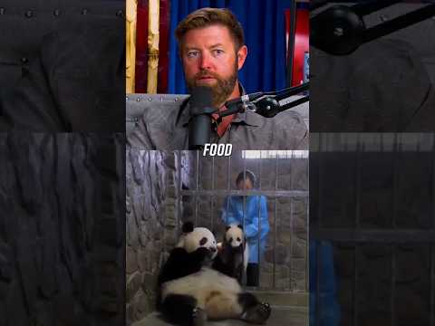 Pandas Are So Dumb