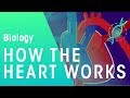 How the Heart Pumps: A Deep Dive into Cardiac Physiology
