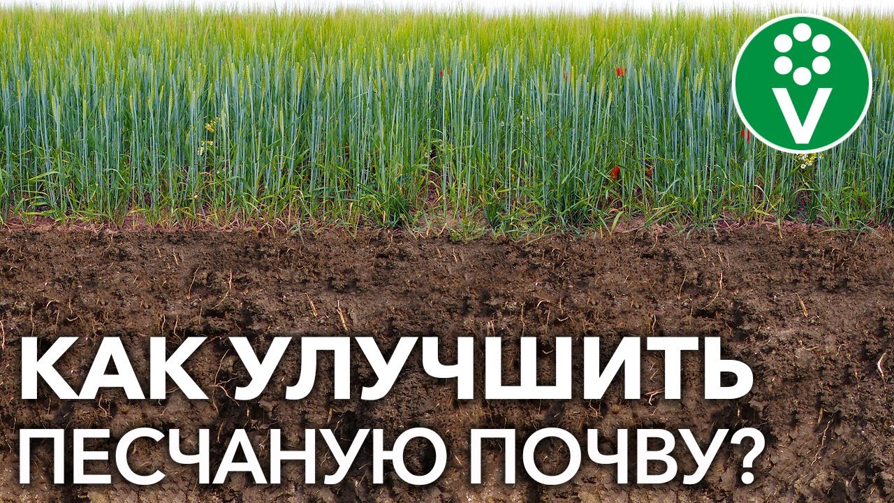 Как превратить песчаные почвы в чернозем? Природные методы улучшения плодородия