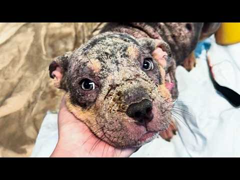 Stray Dog Gets First Bath - Becomes Cutest Pup Ever!