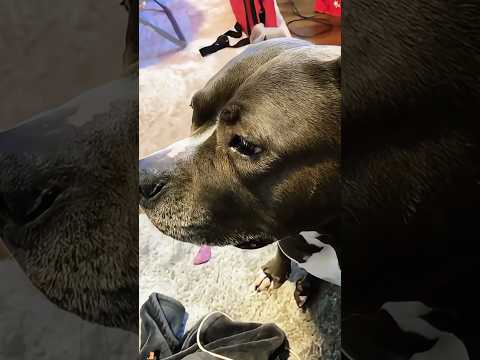 Oscar owes this dog a trophy #funny #mypet #pets #funnyvideo #youtube