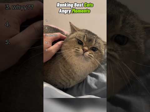 Ranking Best Cats Angry Moments #cats #funnypets #funnyanimals