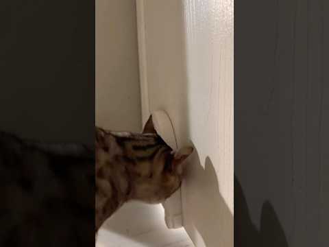 Mis #gatos quieren mostrarles algo