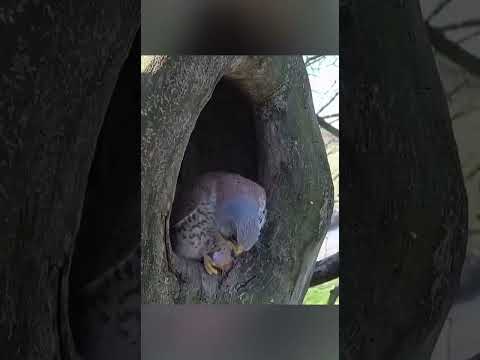 El Águila no perdona!