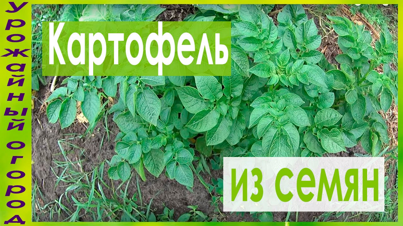 Картофель выращенный из семян в середине лета
