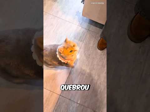 O Gato ENCONTRAVA Tesouros! #curiosidades #incrível #animal #gatos