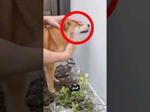 لن تصدق ماذا فعل الرجل مع كلابه!⭕😮