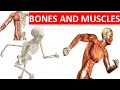 Exploring the Skeletal and Muscular Systems