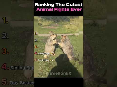 Ranking The Cutest Animal Fights Ever ! ๐คค๐