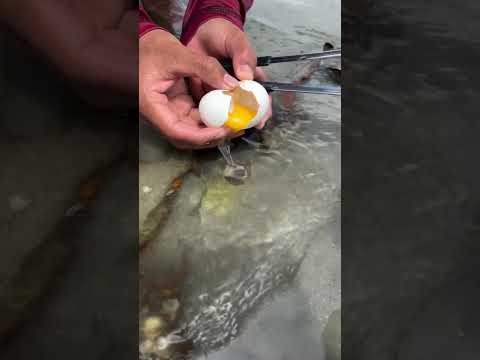 big👁️🐟#Amazing #fishing #fblifestyletyle #seafood #wowsarap #seafoodprep #seafoodrecipes #fish #food