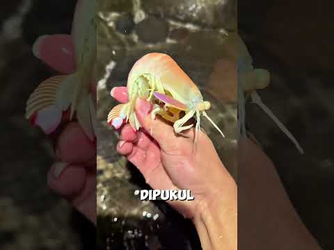 Dia Makan Segalanya... Kecuali 🐡 #shorts