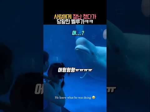 장난 쳤다가 당황한 벨루가 #동물 #벨루가
