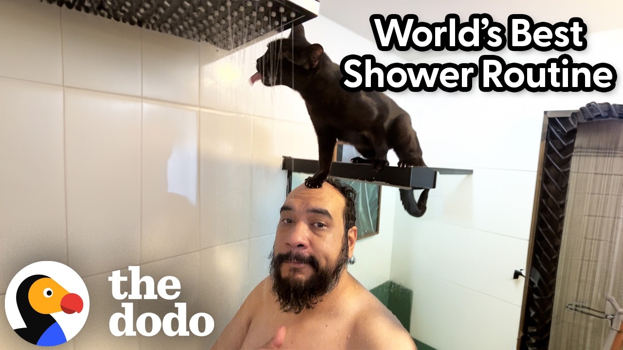 Cat Stands On Dad's Head While He's Showering - The Dodo