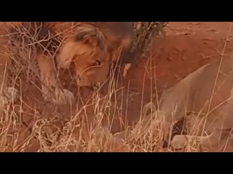 lioness and male lion dragging warthog out of the burrow video