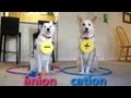 Exploring Chemical Bonds with Dogs
