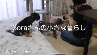 《ひとりと3匹の気ままな暮らし》夏になると食べたくなるもの/3匹との穏やかな暮らし　＃ひとり暮らし　60代