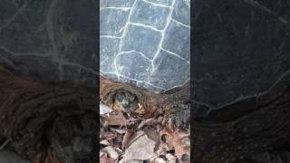 The turtle
