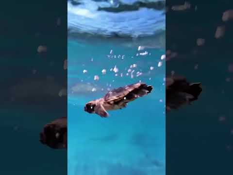 Deniz Kaplumbağasını Neden Kurtarmamalısınız? 😱