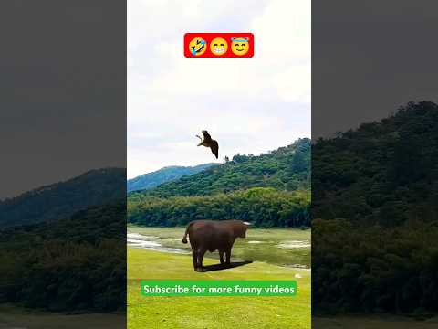 #bull #tagha #lion #tiger #cheetah #fun #funny #funnyanimals #funnyvideo #animals #trending #viral
