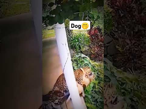 Dog vs cheetah 🐆 #animals #duet #dog #dyp #cheetah #fyp #fyp #fyp #fyp #fyp #fyp #fyp #fyp