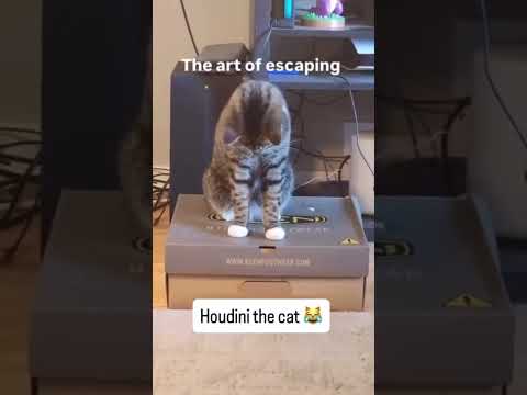 Cat Escaping The Impossible
