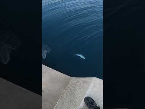 堤防からエギ竿に10kg超えの巨大魚が…