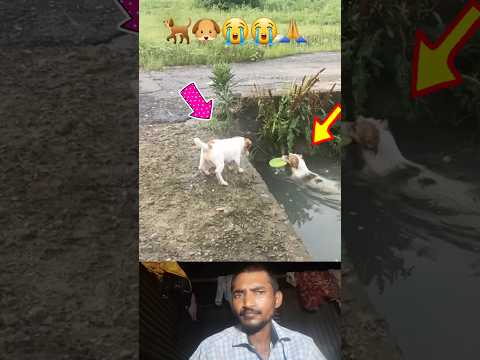dog Help me a little, friend.🐕🐶😭🙏 #dog #status #short