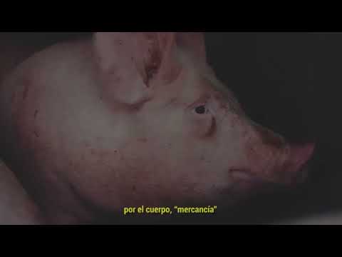 El 'HIMNO VEGANO' que nos llega desde Argentina.