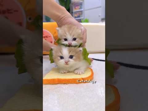 Too cute to handle ๐บ Small kitty, big happiness ๐พ๐