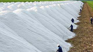 Harvesting Billions Of Sugarcane Stalks For White Sugar, Bagasse – Inside The White Sugar Factory