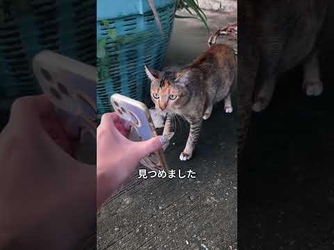 猫たちが集まり始めた😳